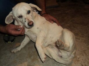 Ριόλο Αχαΐας: Ζητά τη βοήθεια δικηγόρου για τον δράστη που εξόντωσε τον σκύλο του